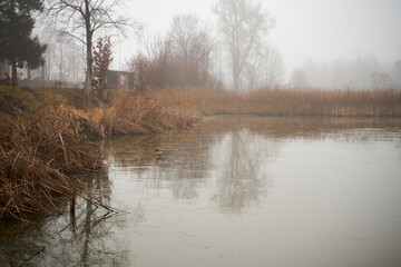 kaczki,zbiornik wodny,mgła  © Marcin Łazarczyk