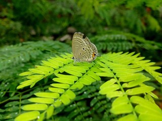 Macro photo butterfly on a green leaf 