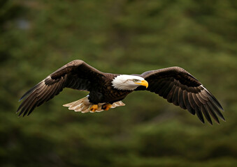 Fototapeta premium american bald eagle in flight