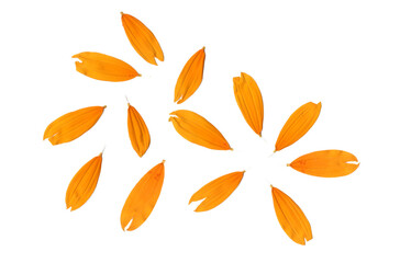 yellow flower petals png