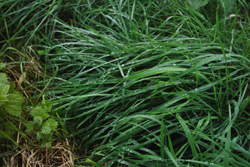 Makro Gras mit Morgentau