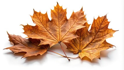 Fototapeta premium Brown Dry Maple Fallen Leaves Isolated on White Background, Nature's Autumn Beauty Captured in High Depth of Field, Perfect for Seasonal Decor and Educational Purposes