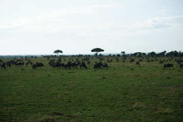 herd of wildebeest