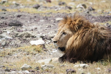 close up of a male lion laying down in the Ngorongoro crater Tanzania, older male, mane, 