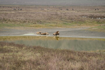 small pride of lions laying at a mirroring lake in Ngorongoro national park tanzania