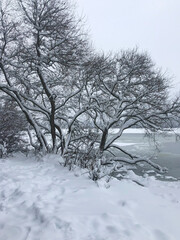 Trees and bushes covered with snow in winter, winter landscape. Vertical orientation.
