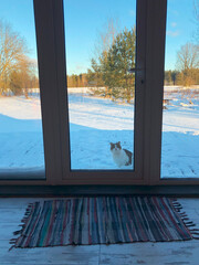 Fototapeta na wymiar Homeless, frozen and hungry cat asks to come into the house in winter. Cat sitting in front for door and asking for food.