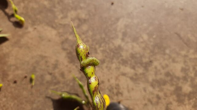 Pod borer attack on pigeon pea pod. Maruca vitrata is a tropical pest that damages legume crops. Its other names Maruca pod borer, bean pod borer, soybean pod borer, mung moth and legume pods borers.
