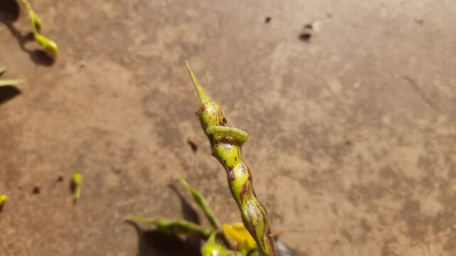 Pod borer attack on pigeon pea pod. Maruca vitrata is a tropical pest that damages legume crops. Its other names Maruca pod borer, bean pod borer, soybean pod borer, mung moth and legume pods borers.