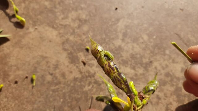 Pod borer attack on pigeon pea pod. Maruca vitrata is a tropical pest that damages legume crops. Its other names Maruca pod borer, bean pod borer, soybean pod borer, mung moth and legume pods borers.