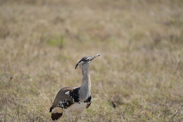 Kori Bustard Striding Across the Savannah – Ngorongoro Crater, Tanzania
