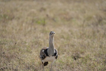 Kori Bustard Striding Across the Savannah – Ngorongoro Crater, Tanzania