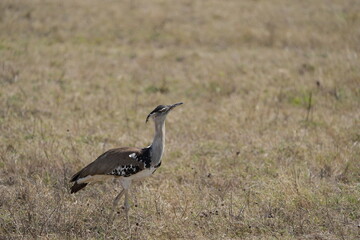 Kori Bustard Striding Across the Savannah – Ngorongoro Crater, Tanzania