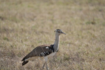Kori Bustard Striding Across the Savannah – Ngorongoro Crater, Tanzania