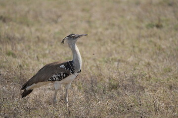 Kori Bustard Striding Across the Savannah – Ngorongoro Crater, Tanzania