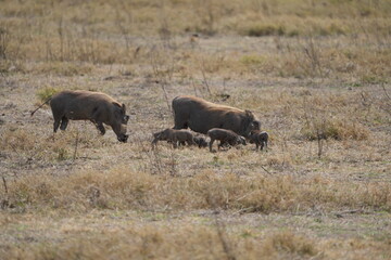 family of warthogs with babies grazing in the Ngorongoro crater in Tanzania, national park, pumba and baby pumbas