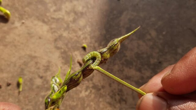 Pod borer attack on pigeon pea pod. Maruca vitrata is a tropical pest that damages legume crops. Its other names Maruca pod borer, bean pod borer, soybean pod borer, mung moth and legume pods borers.