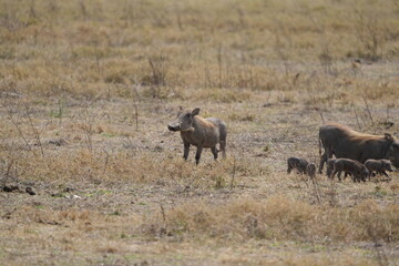 family of warthogs with babies grazing in the Ngorongoro crater in Tanzania, national park, pumba and baby pumbas