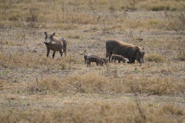 family of warthogs with babies grazing in the Ngorongoro crater in Tanzania, national park, pumba and baby pumbas