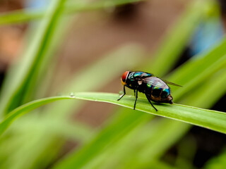 A macro shot capturing the beauty of a small, green fly with iridescent hues. The image highlights the intricate details of the insect's body and its contrasting colors against the green foliage