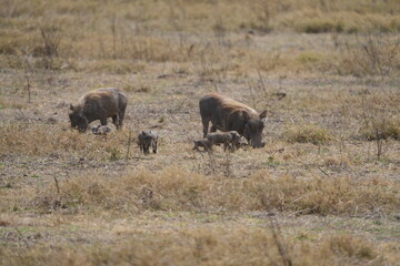 family of warthogs with babies grazing in the Ngorongoro crater in Tanzania, national park, pumba and baby pumbas