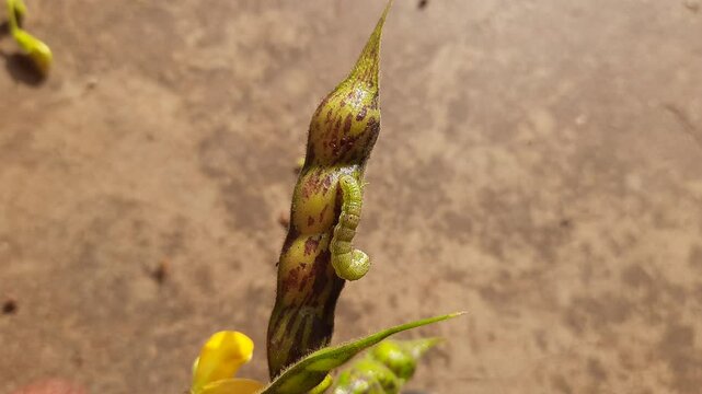 Pod borer attack on pigeon pea pod. Maruca vitrata is a tropical pest that damages legume crops. Its other names Maruca pod borer, bean pod borer, soybean pod borer, mung moth and legume pods borers.