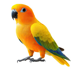 sun parakeet bird on white background