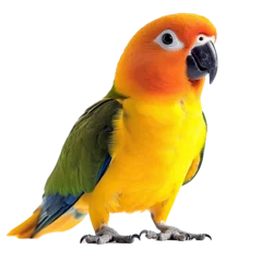 Fototapete sun conure parrot bird isolated on white background © Wasai