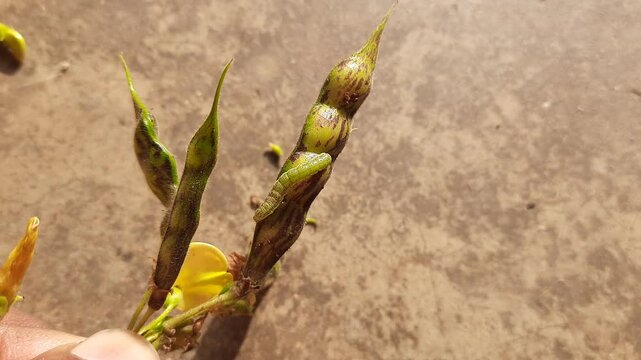 Pod borer attack on pigeon pea pod. Maruca vitrata is a tropical pest that damages legume crops. Its other names Maruca pod borer, bean pod borer, soybean pod borer, mung moth and legume pods borers.