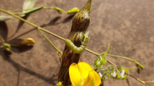 Pod borer attack on pigeon pea pod. Maruca vitrata is a tropical pest that damages legume crops. Its other names Maruca pod borer, bean pod borer, soybean pod borer, mung moth and legume pods borers.