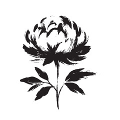 Minimalist hand drawn peony in bold black brush strokes on white © Victoria