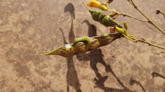 Pod borer attack on pigeon pea pod. Maruca vitrata is a tropical pest that damages legume crops. Its other names Maruca pod borer, bean pod borer, soybean pod borer, mung moth and legume pods borers.