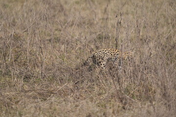 portrait of a serval cat hunting in the ngorongoro crater in tanzania