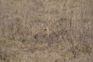 portrait of a serval cat hunting in the ngorongoro crater in tanzania