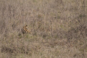 portrait of a serval cat hunting in the ngorongoro crater in tanzania