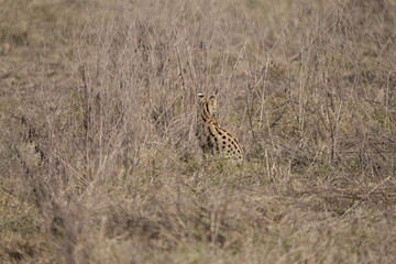 portrait of a serval cat hunting in the ngorongoro crater in tanzania