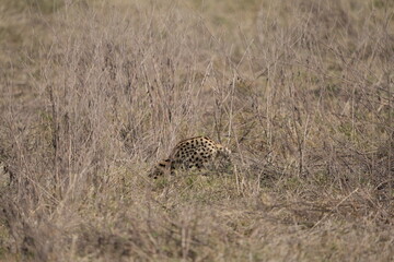 portrait of a serval cat hunting in the ngorongoro crater in tanzania