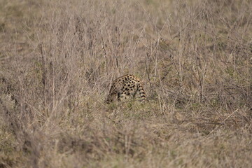 portrait of a serval cat hunting in the ngorongoro crater in tanzania