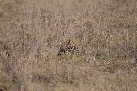 portrait of a serval cat hunting in the ngorongoro crater in tanzania