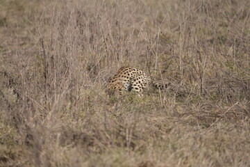 close up portrait of a serval cat prowling through the serengeti national park tanzania