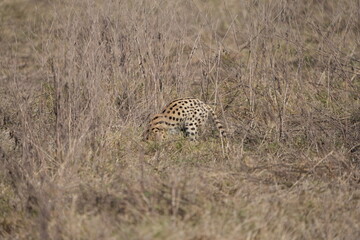 close up portrait of a serval cat prowling through the serengeti national park tanzania