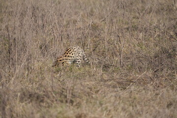 close up portrait of a serval cat prowling through the serengeti national park tanzania