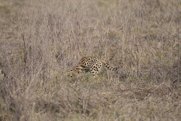 portrait of a serval cat in the serengeti national park, camouflaged serval cat, wildlife safari in tanzania