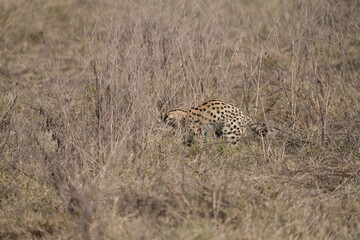 portrait of a serval cat in the serengeti national park, camouflaged serval cat, wildlife safari in tanzania