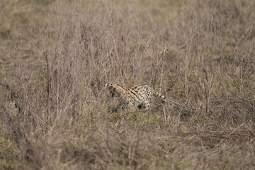 portrait of a serval cat in the serengeti national park, camouflaged serval cat, wildlife safari in tanzania