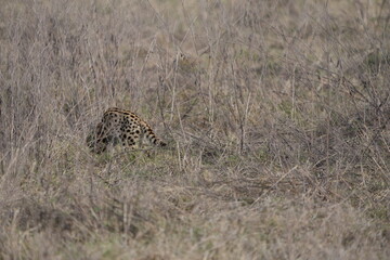 portrait of a serval cat in the serengeti national park, camouflaged serval cat, wildlife safari in tanzania