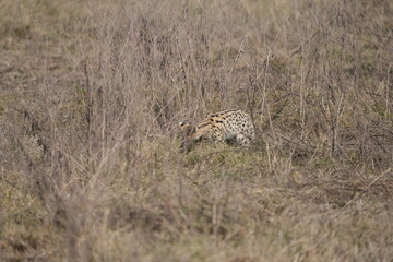 portrait of a serval cat in the serengeti national park, camouflaged serval cat, wildlife safari in tanzania