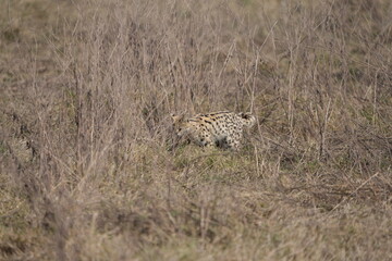 portrait of a serval cat in the serengeti national park, camouflaged serval cat, wildlife safari in tanzania