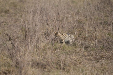 portrait of a serval cat in the serengeti national park, camouflaged serval cat, wildlife safari in tanzania