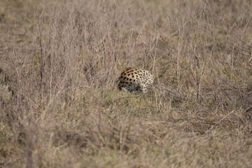portrait of a serval cat in the serengeti national park, camouflaged serval cat, wildlife safari in tanzania